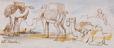 Camellos de Edward Lear